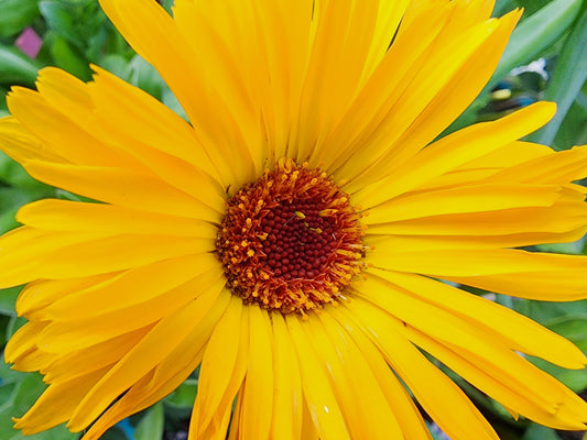 Pacific Beauty Calendula Seeds