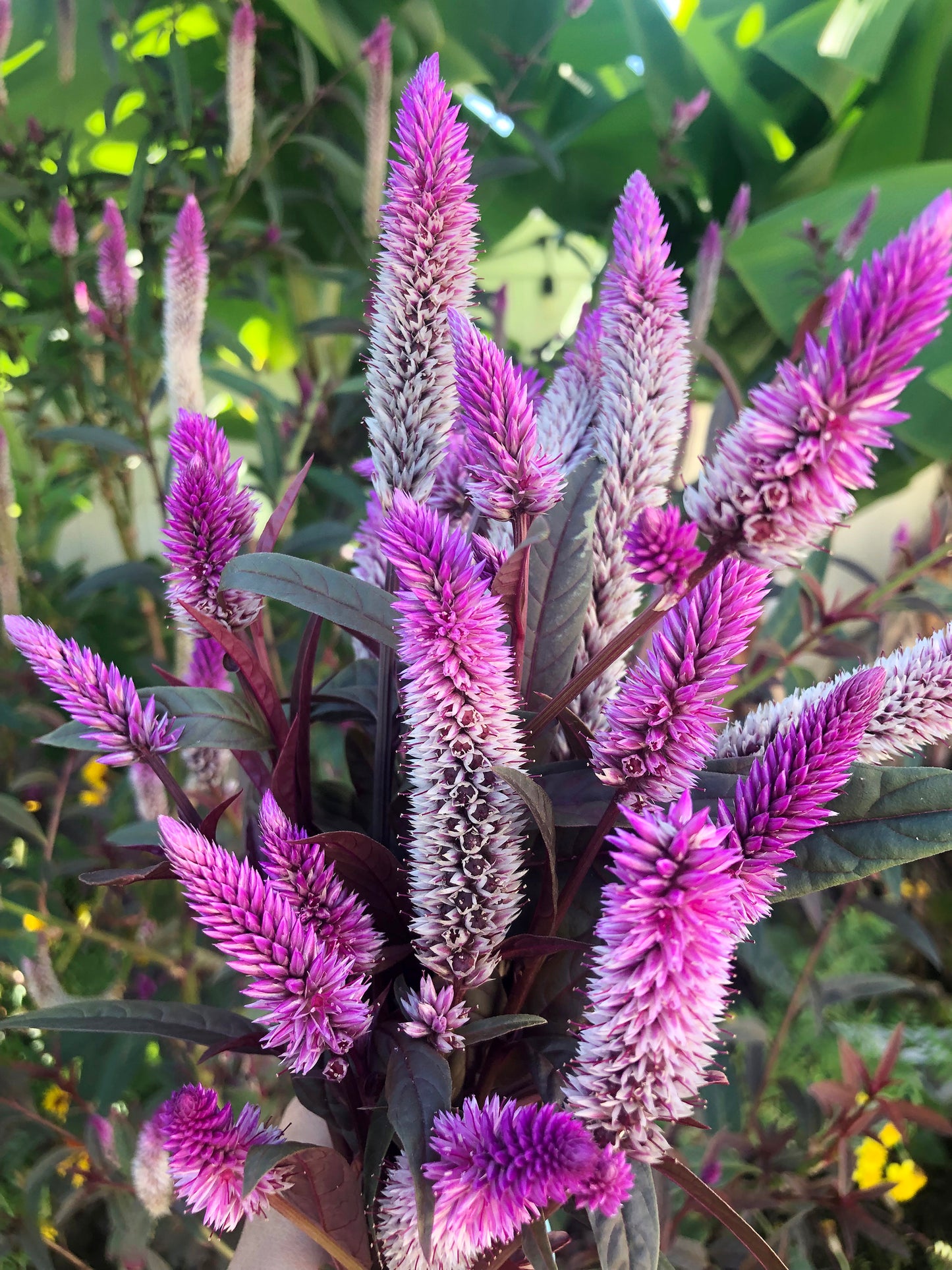 Hot Pink Celosia with Burgundy Foliage