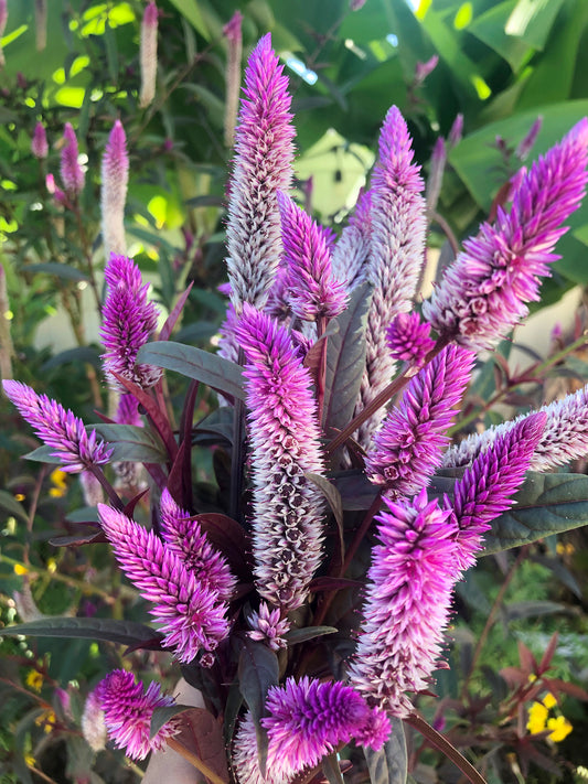 Hot Pink Celosia with Burgundy Foliage