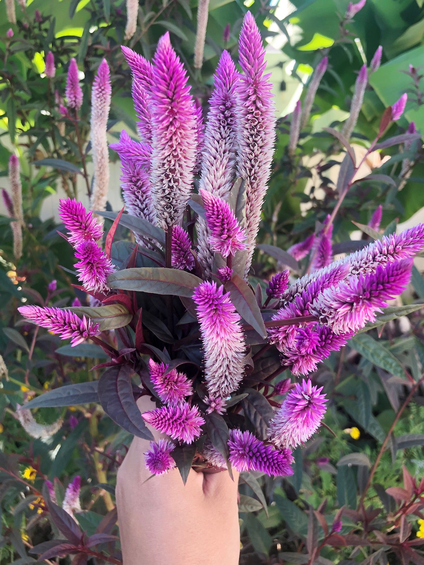 Hot Pink Celosia with Burgundy Foliage