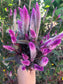 Hot Pink Celosia with Burgundy Foliage