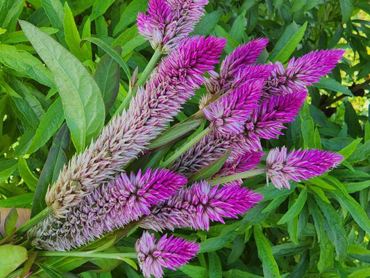 Hot Pink Celosia Flower Seeds