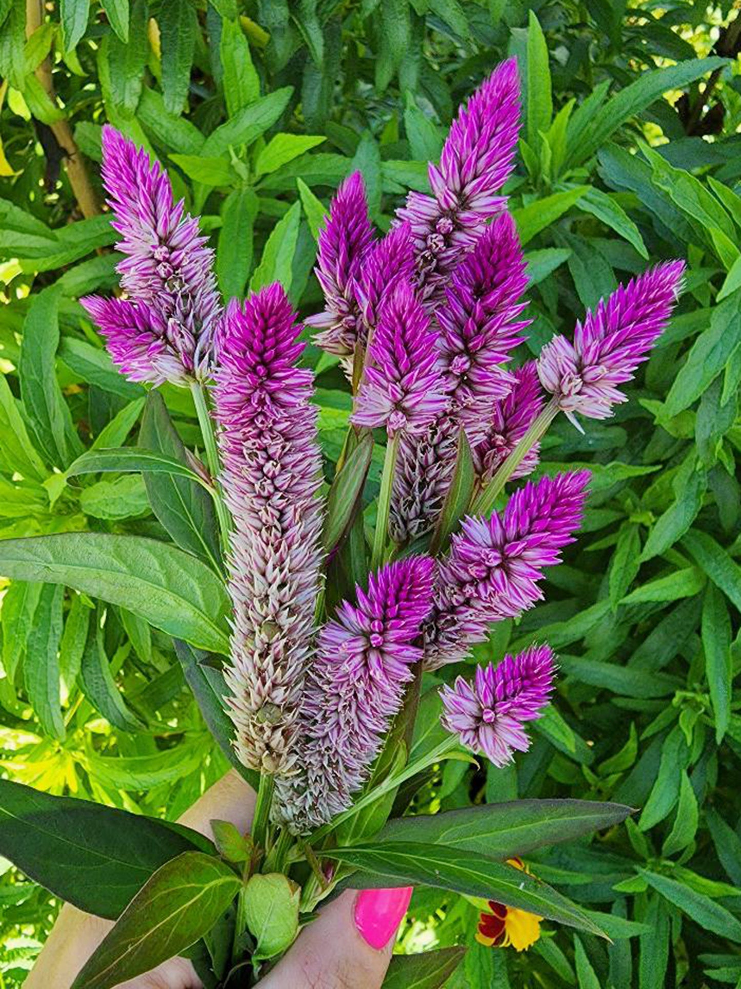 Hot Pink Celosia Flower Seeds