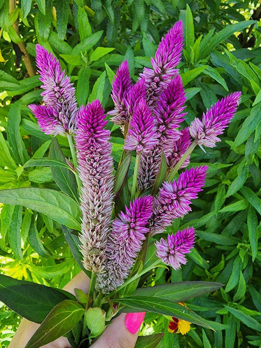 Hot Pink Celosia Flower Seeds