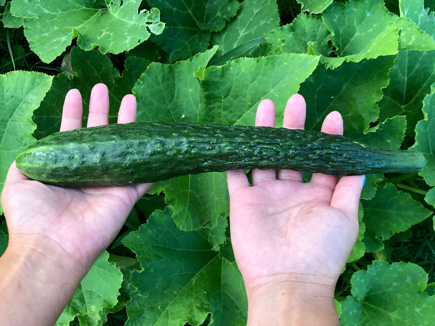 china jade cucumber plant China Jade Cucumber Seeds – Self-Pollinating & Burpless – Jerra's Garden