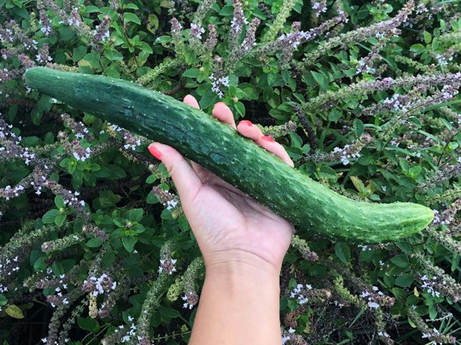tasty jade cucumber plant China Jade Cucumber Seeds