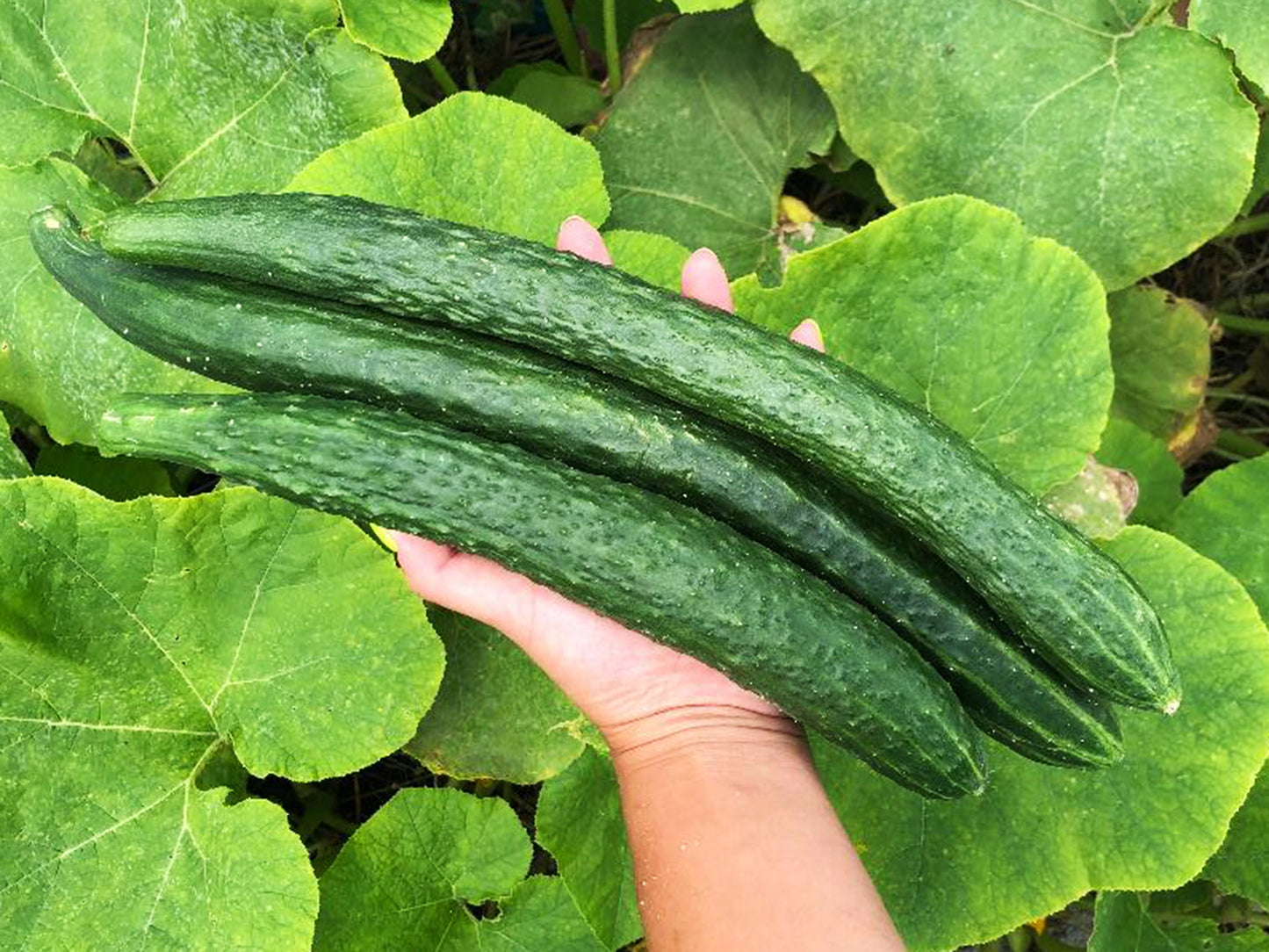 china jade cucumber plant China Jade Cucumber Seeds – Self-Pollinating & Burpless – Jerra's Garden