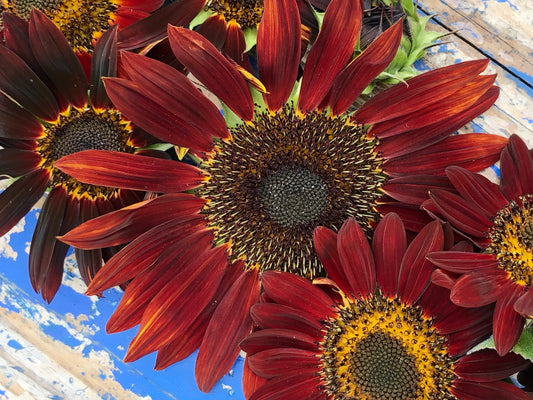 Chocolate Cherry Sunflower Seeds