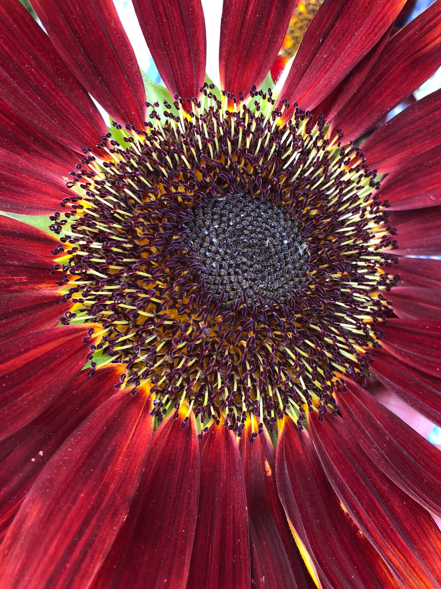 Chocolate Cherry Sunflower Seeds