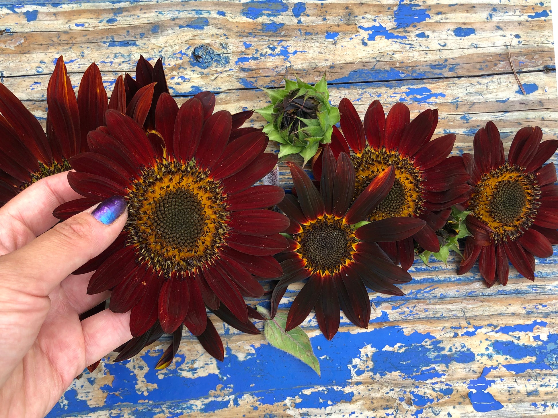 chocolate sunflower seeds to plant Chocolate Cherry Sunflower Seeds – Deep Red Blooms – Jerra's Garden