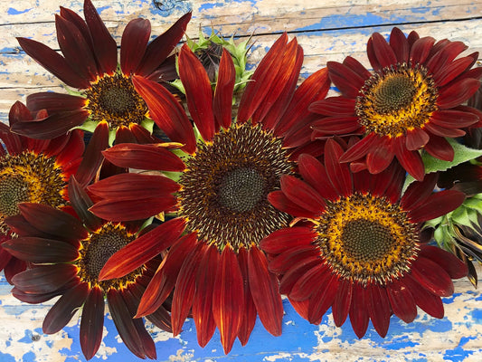 Chocolate Cherry Sunflower Seeds