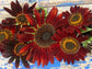 Chocolate Cherry Sunflower Seeds