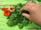 Leisure Splits Slow Bolt Cilantro Herb Seeds
