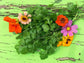 Leisure Splits Slow Bolt Cilantro Herb Seeds