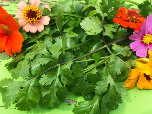 Leisure Splits Slow Bolt Cilantro Herb Seeds