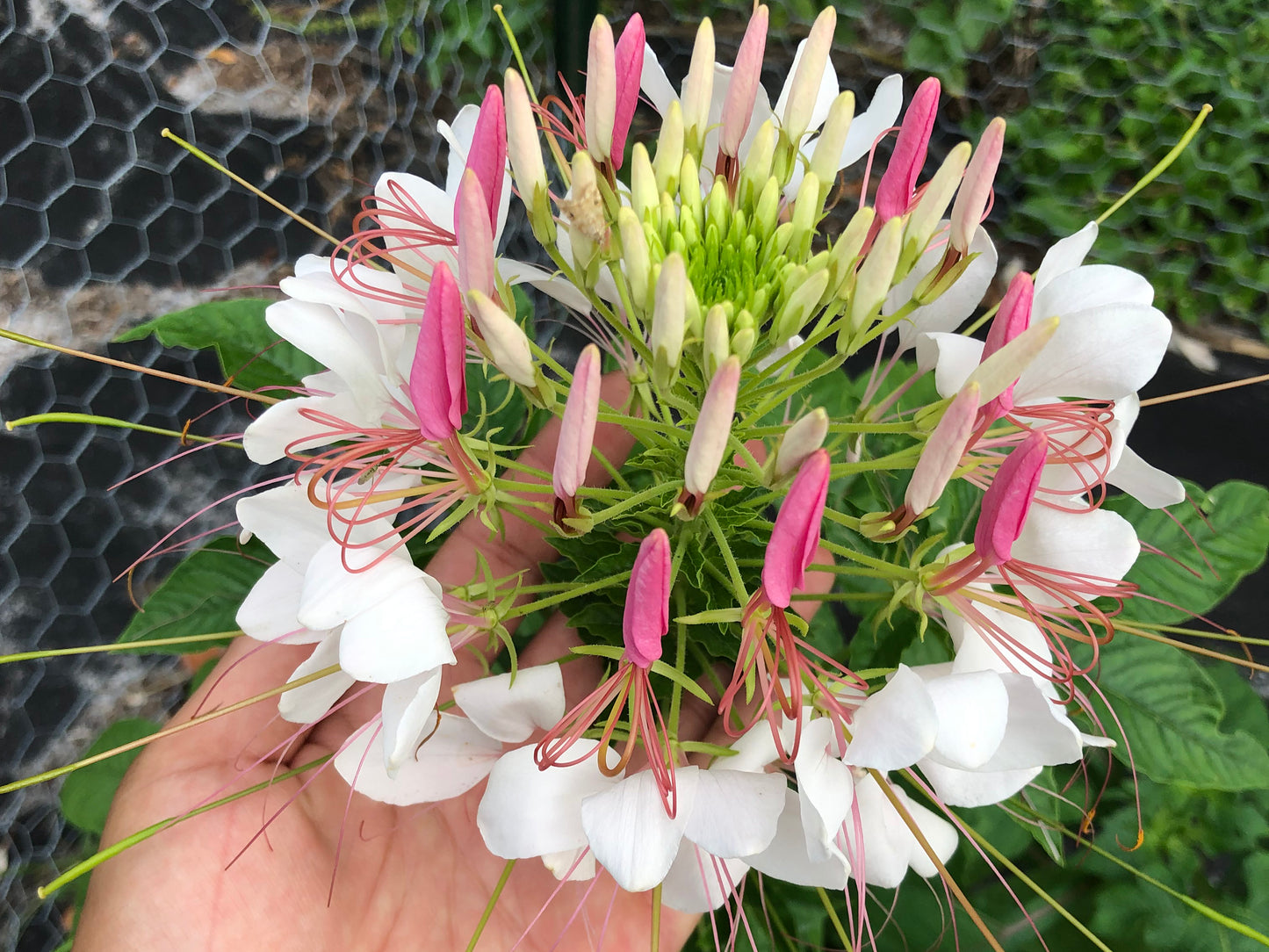 planting spider flower seeds Cleome Spider Flower – Mixed Colors Heirloom Seeds – Jerra's Garden