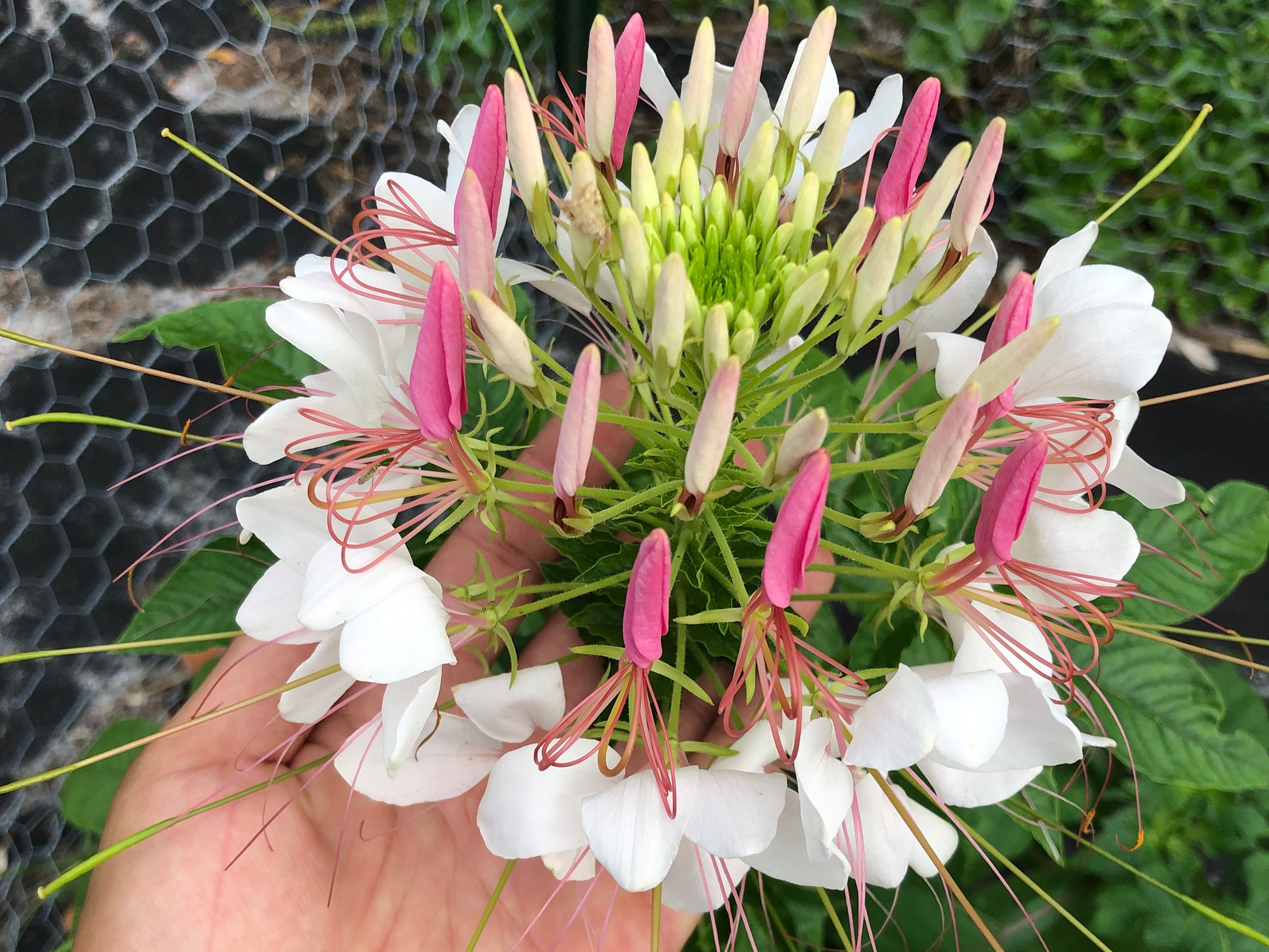 spider flower plant images Cleome Spider Flower – Mixed Colors Heirloom Seeds – Jerra's Garden