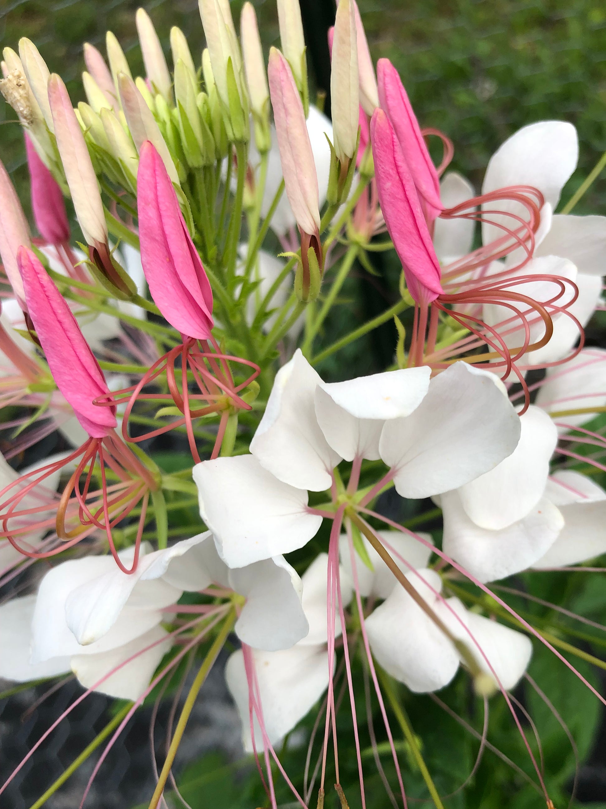 spider flower plants for sale Cleome Spider Flower Seeds