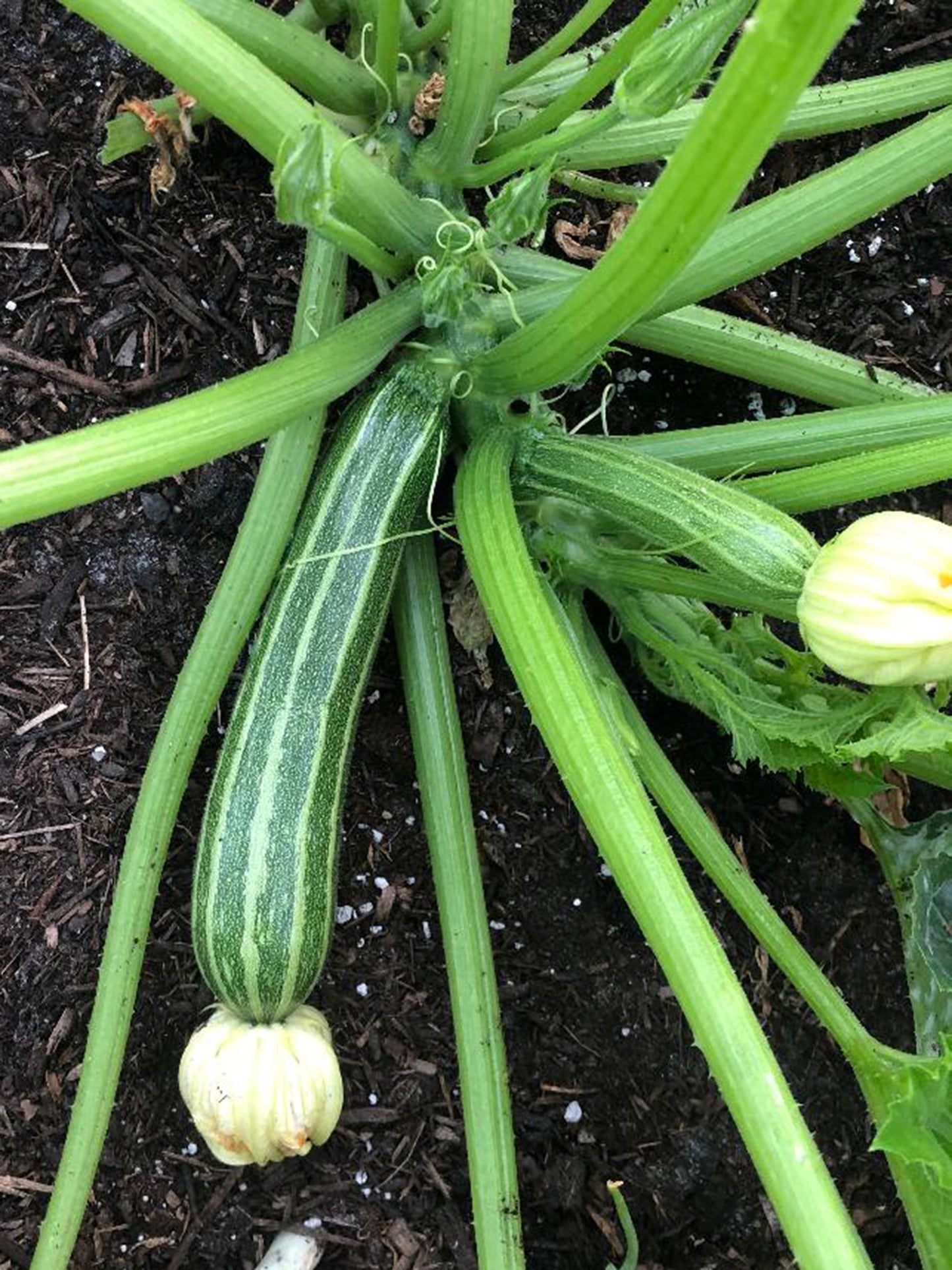 Cocozelle Zucchini Seeds