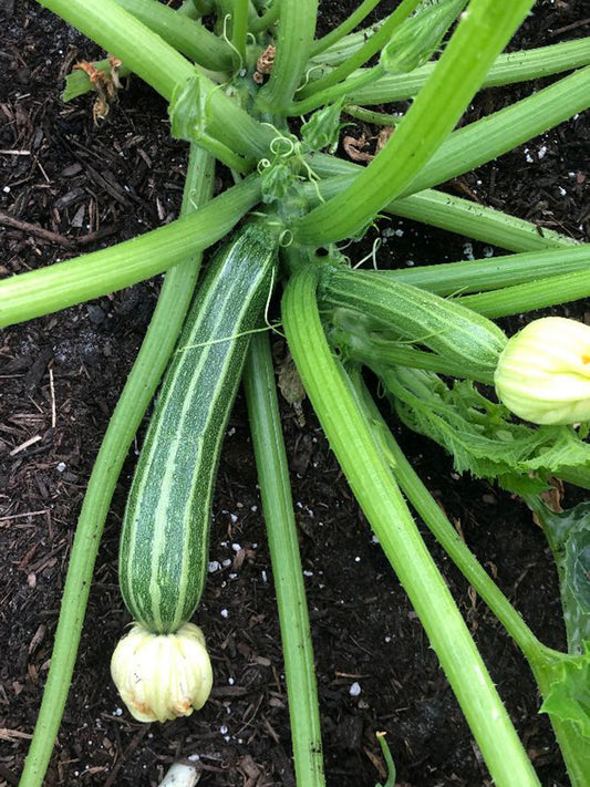 Cocozelle Zucchini Seeds