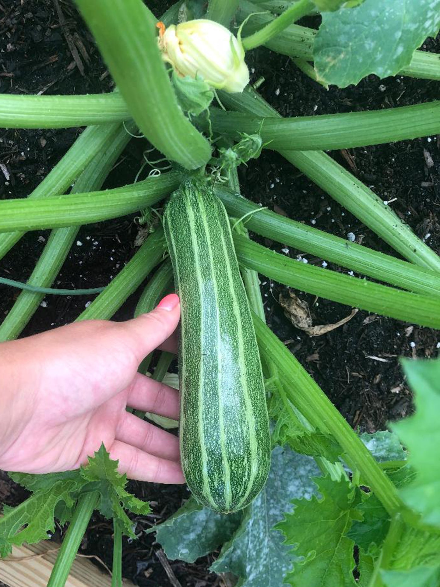 Cocozelle Zucchini Seeds