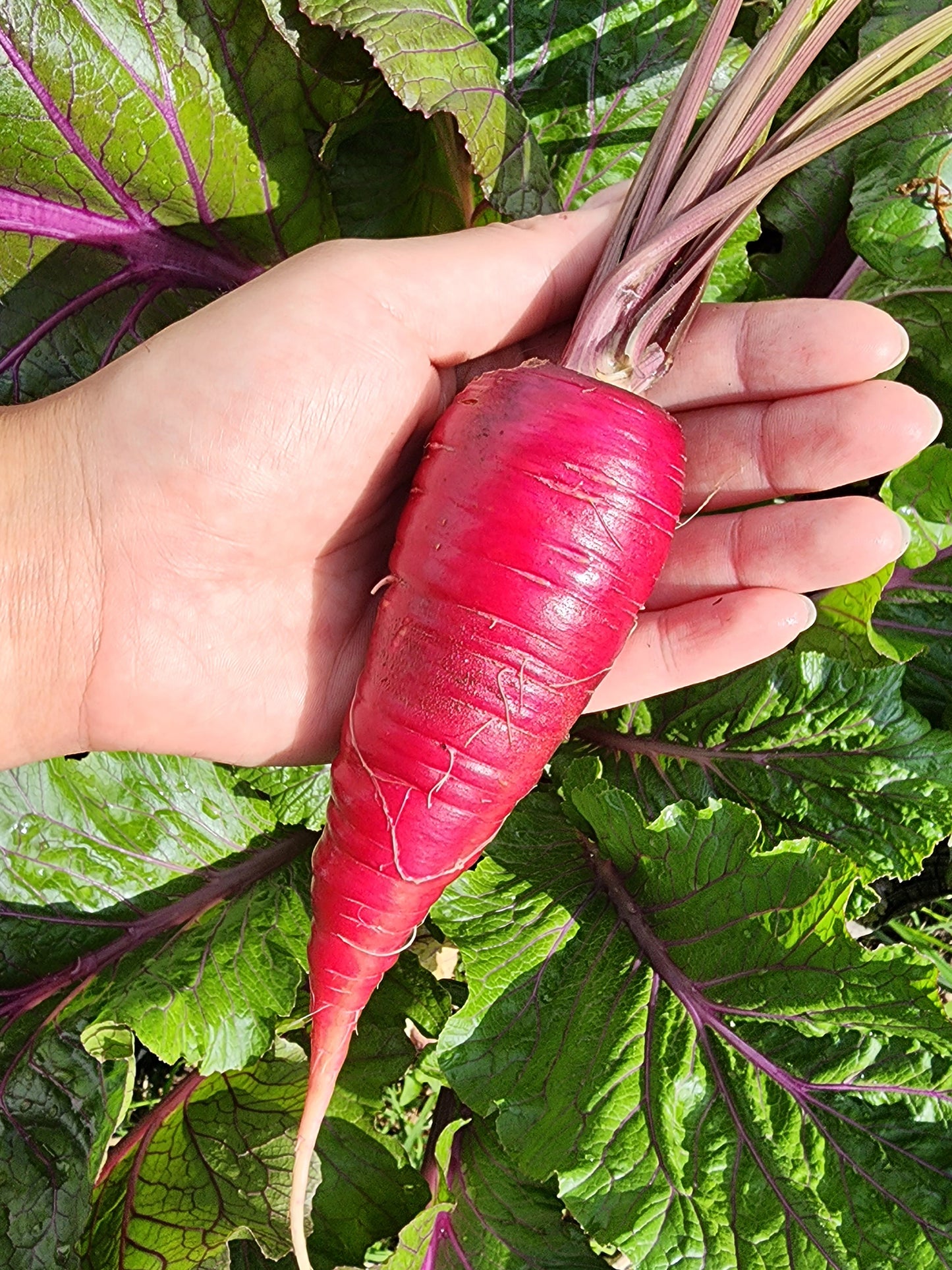 Cosmic Purple Carrot Seeds