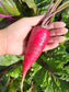 Cosmic Purple Carrot Seeds