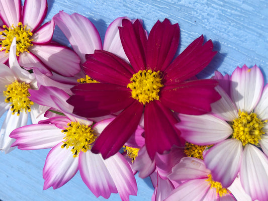Sensation Mix Cosmos