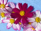 Sensation Mix Cosmos