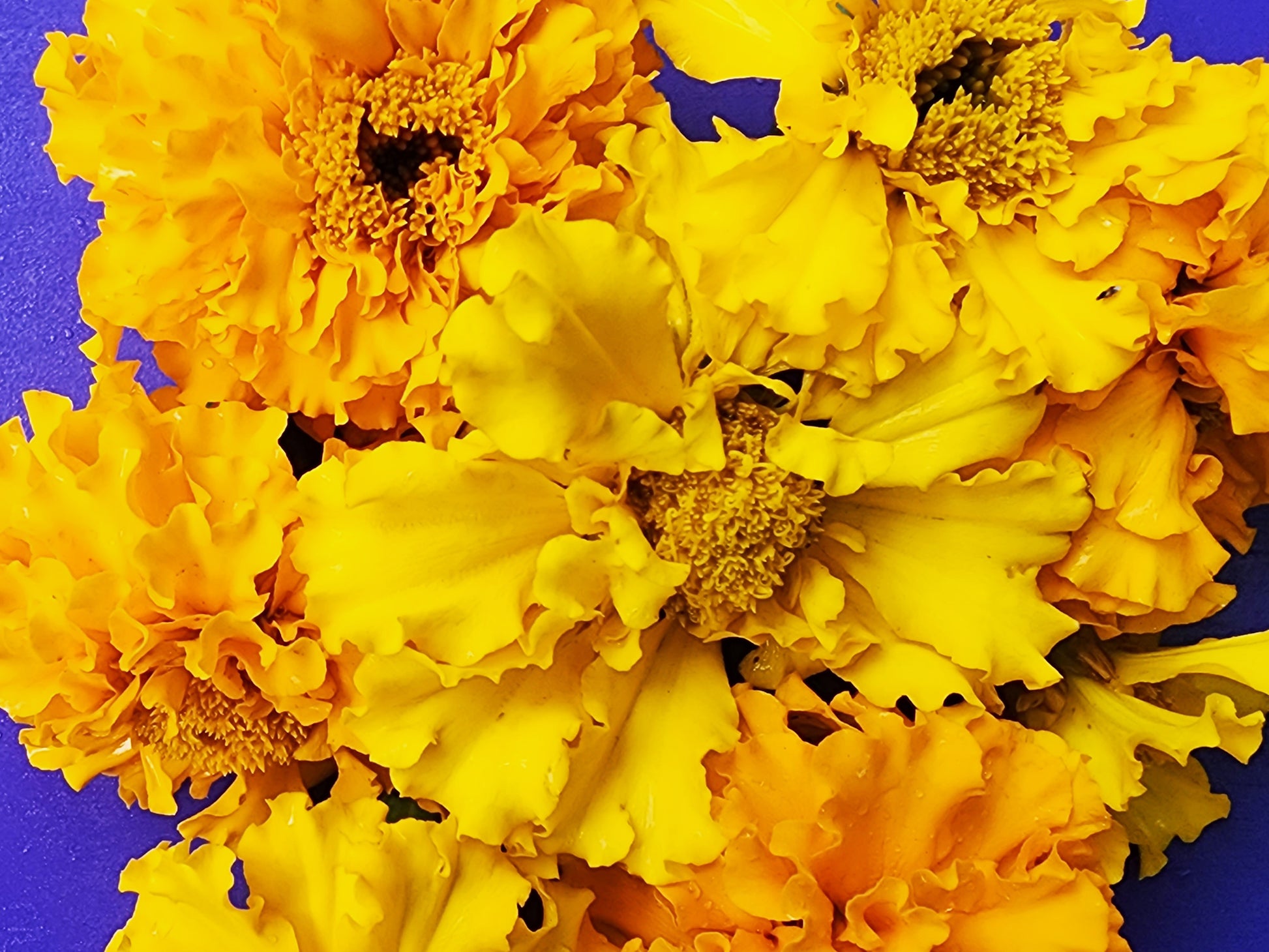 giant african marigold seeds Crackerjack Marigold – Giant Frilly Blooms, Pest-Resistant – Jerra's Garden