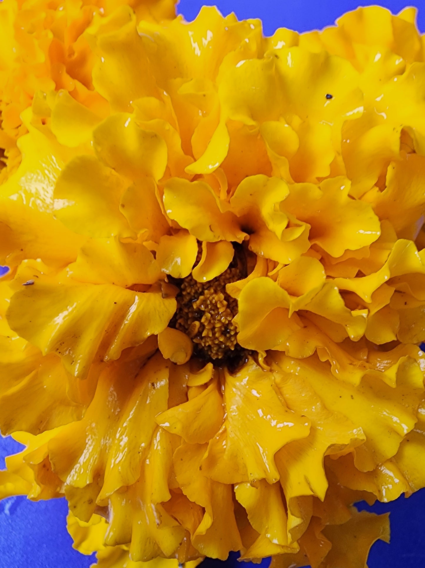 jumbo marigold seeds Crackerjack Marigold – Giant Frilly Blooms, Pest-Resistant – Jerra's Garden