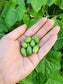 Cucamelon aka Mouse Melon Seeds
