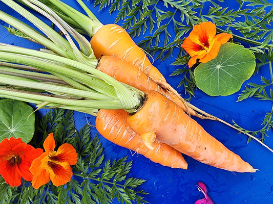 Danvers Carrot Seeds
