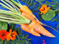 Danvers Carrot Seeds