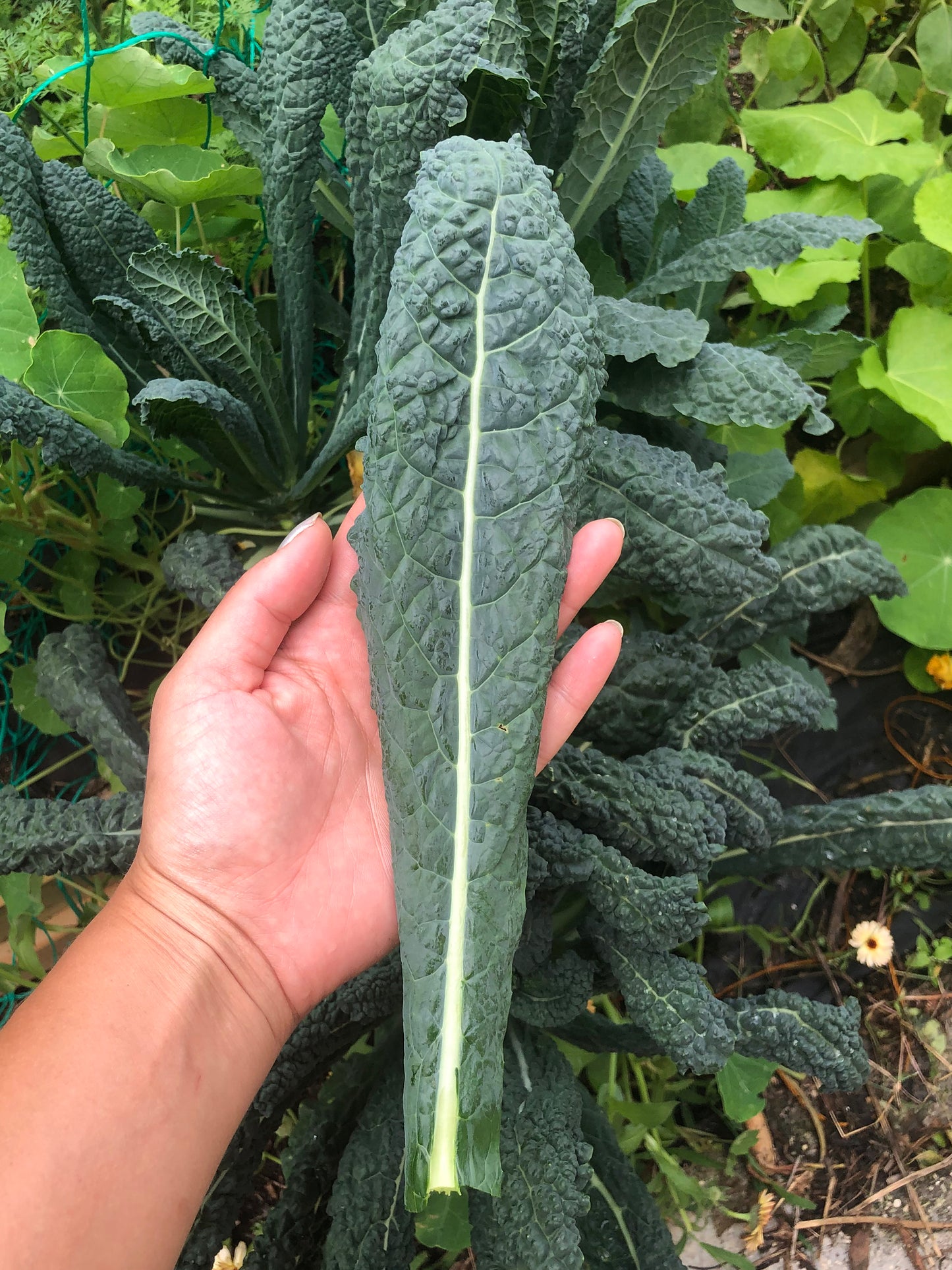 Black Tuscan Lacinato aka Dinosaur Kale Seeds