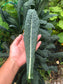 Black Tuscan Lacinato aka Dinosaur Kale Seeds