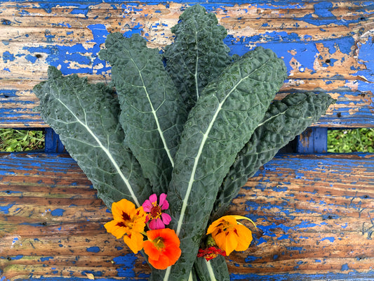 Black Tuscan Lacinato aka Dinosaur Kale Seeds
