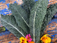 Black Tuscan Lacinato aka Dinosaur Kale Seeds