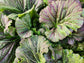 Dragon Tongue Mustard Green Seeds