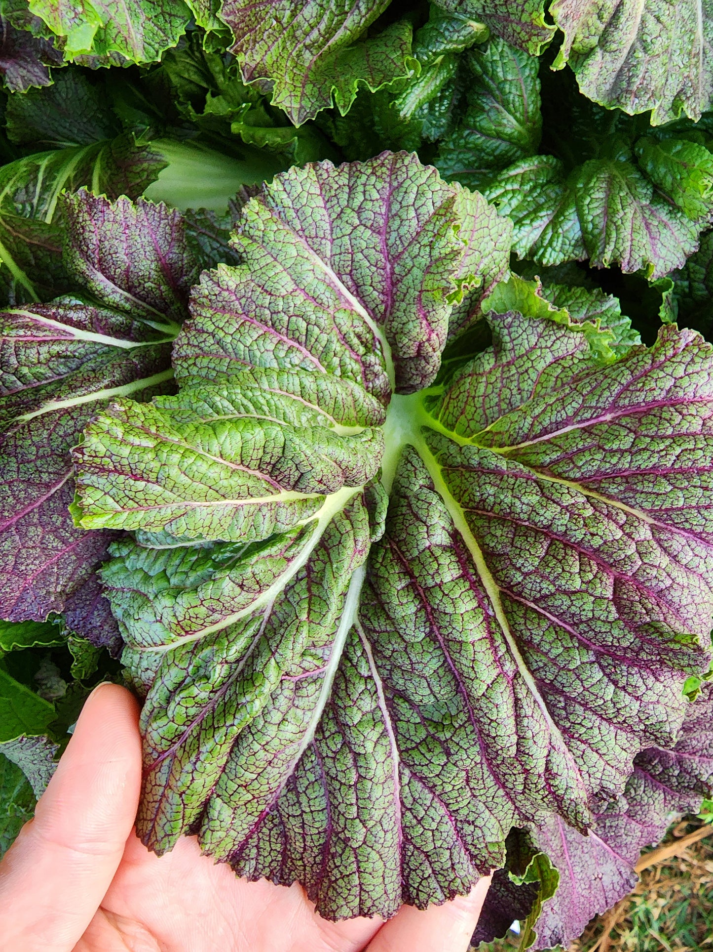 Dragon Tongue Mustard Green Seeds