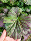 Dragon Tongue Mustard Green Seeds