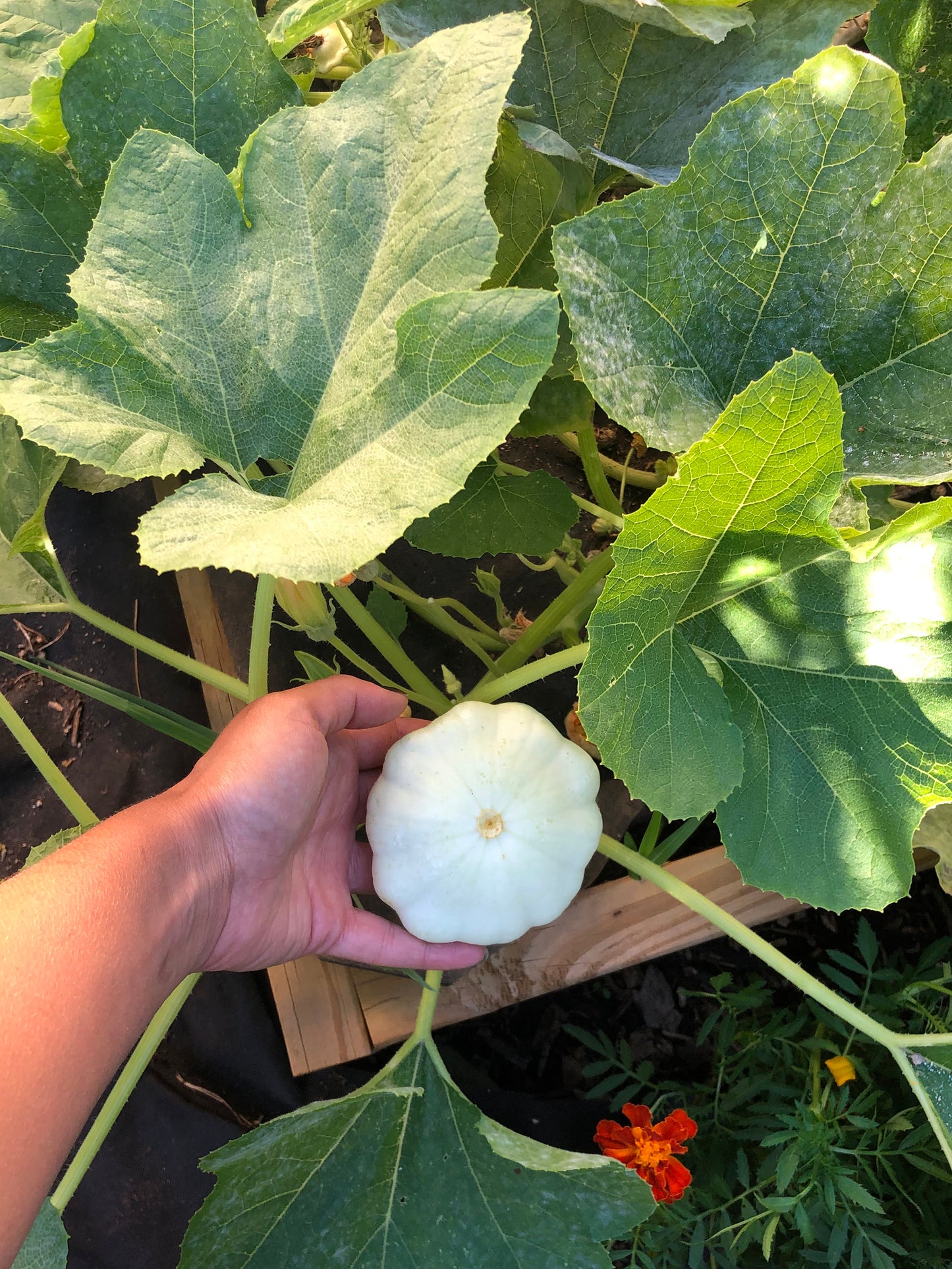 Early White Patty Pan Squash Seeds
