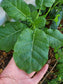 Ethiopian Kale Seeds