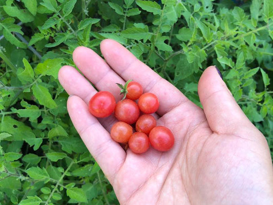 Red Everglades Tomato LIVE Plant