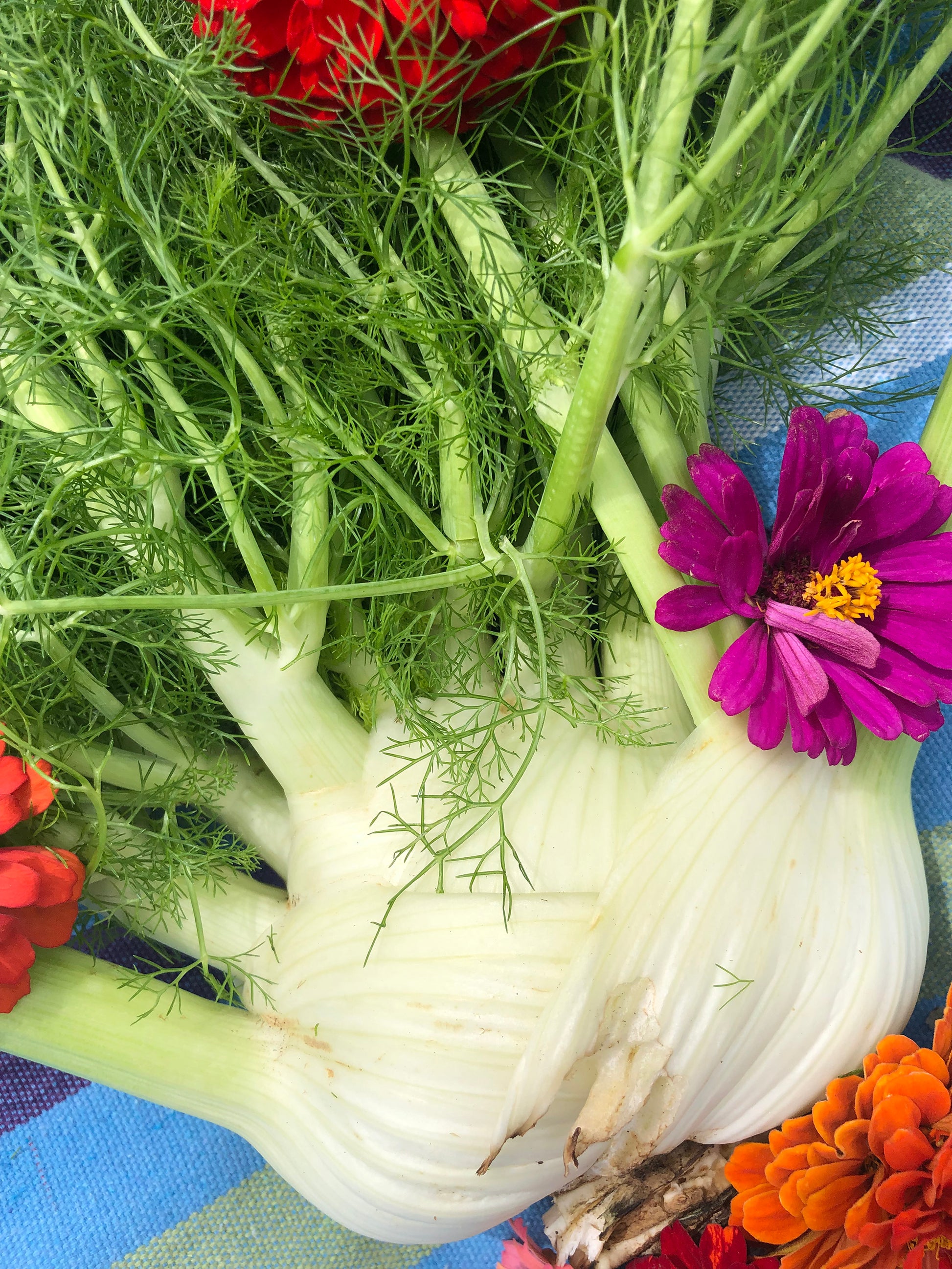plant fennel seeds Fennel Seeds – Edible Bulb, Herb & Butterfly Host – Jerra's Garden
