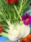 Fennel Vegetable & Herb Seeds