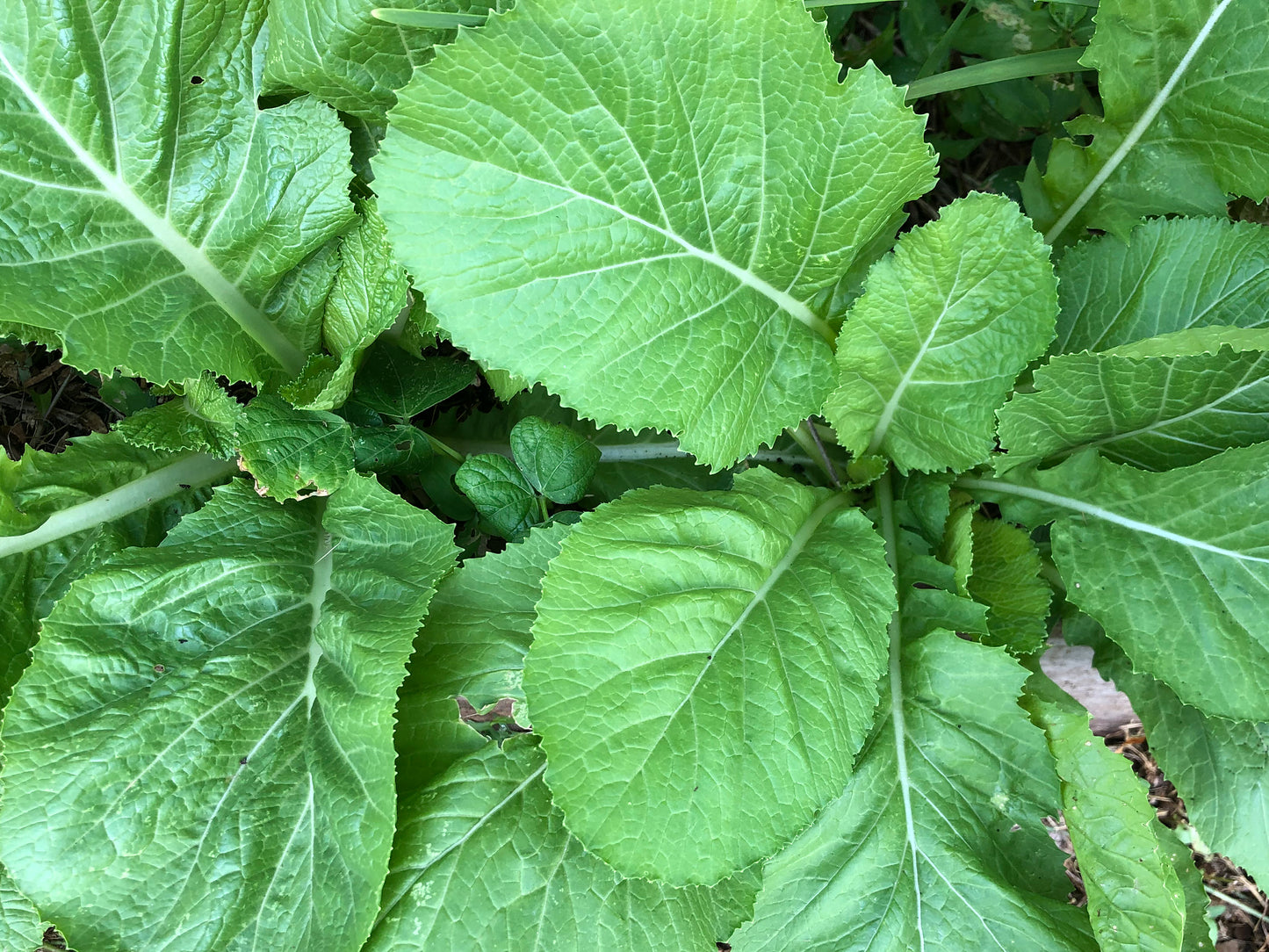 Florida Broadleaf Mustard Green Seeds