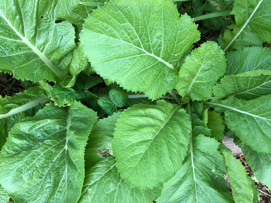 Florida Broadleaf Mustard Green Seeds