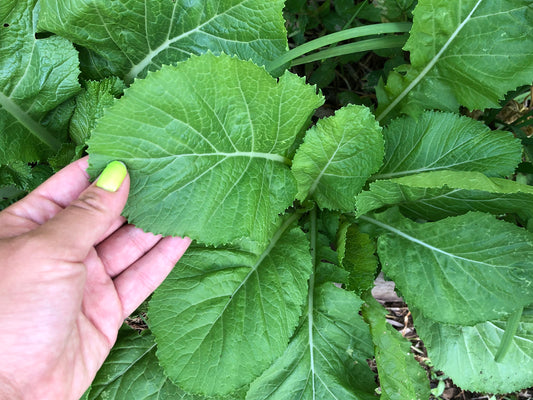 Florida Broadleaf Mustard Green Seeds