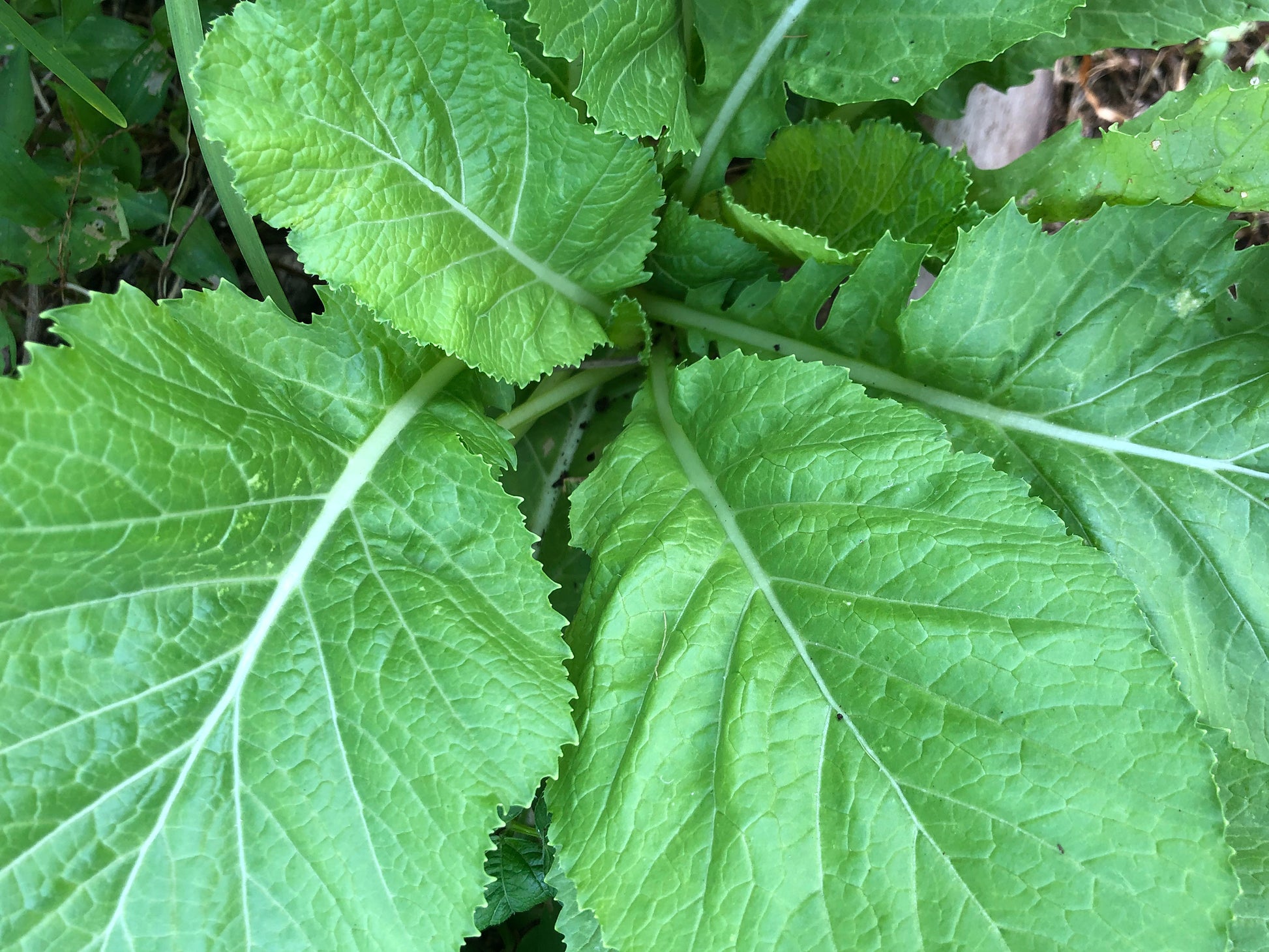 mustard seed plant leaves Florida Broadleaf Mustard Green Seeds – Heirloom – Jerra's Garden